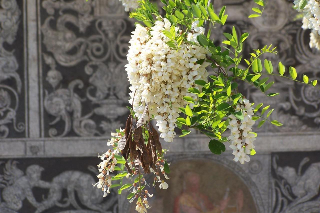 Acacia Firenze - Primula Διαμέρισμα Εξωτερικό φωτογραφία